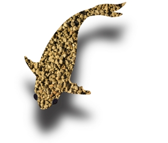 pumice